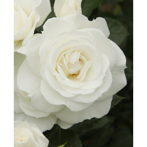 Baby Snow White  (Potted Rose)